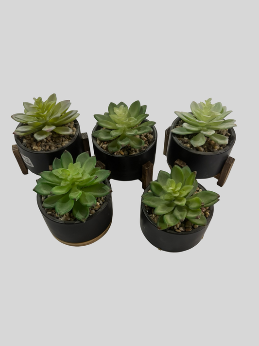 Plant decor