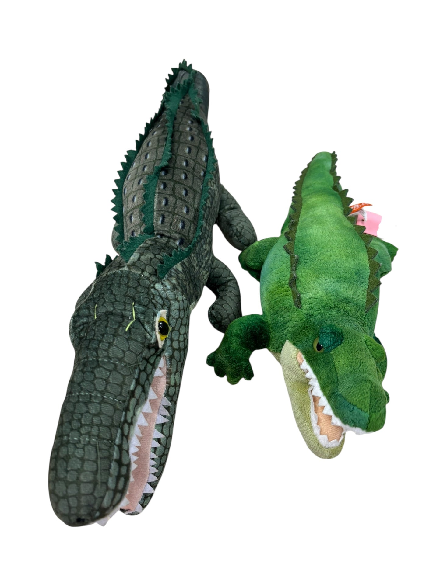 Alligator studies
